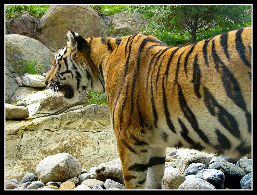 Tiger from Zoo2.jpg
