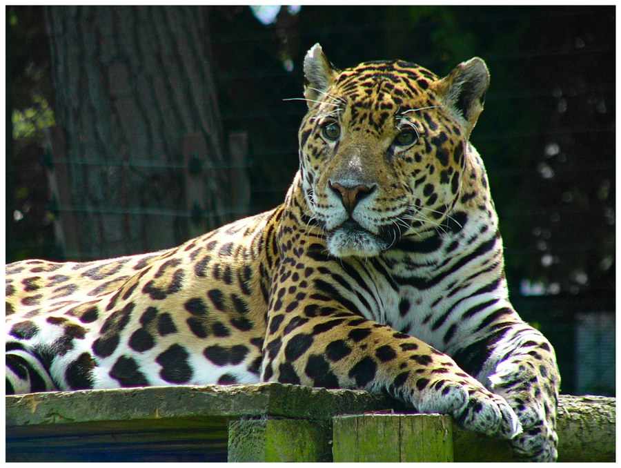 Tiger from Zoo1.jpg