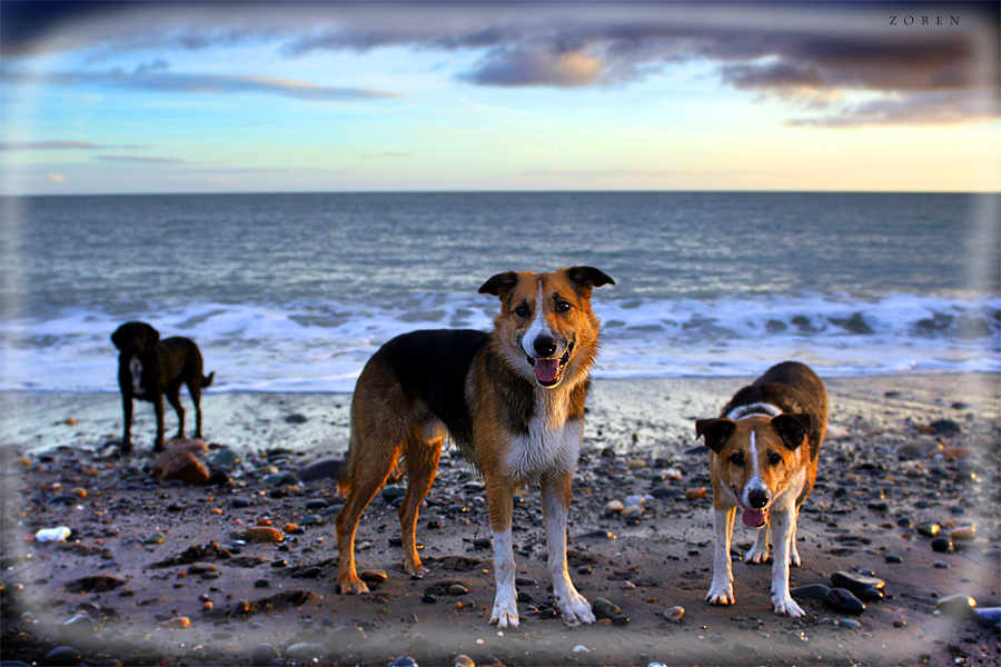 Greystones-with-4dog-friend.jpg