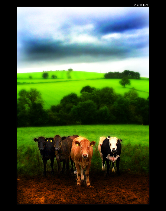 Cows-x1a.jpg