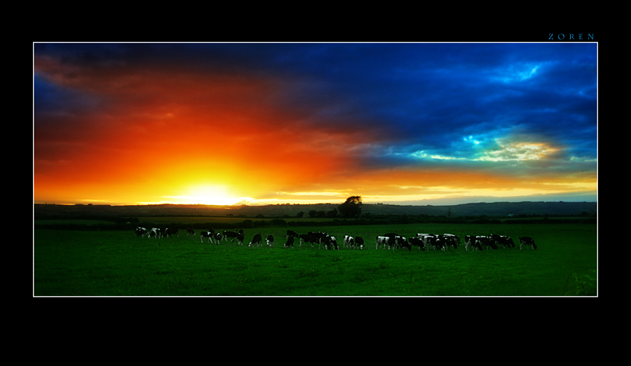 Sunset-in-Ireland-and-cows-.jpg