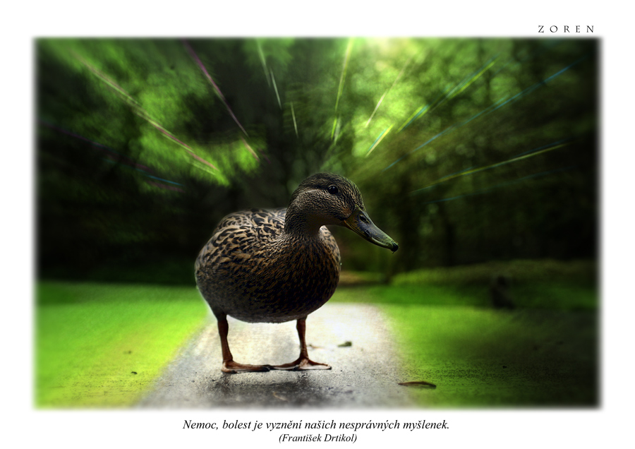 Duck-c1a.jpg