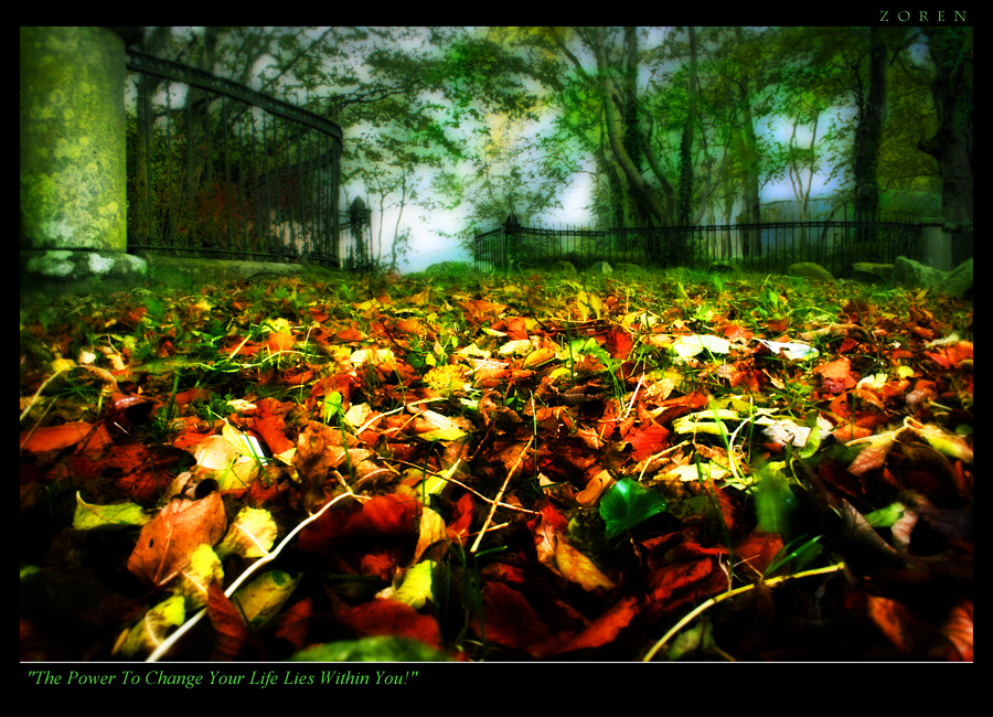 Leaves-on-ground-x1b.jpg