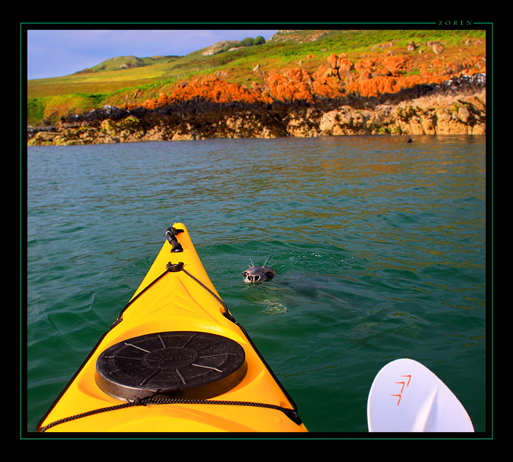 Lambay-Island---Seals-x1as.jpg