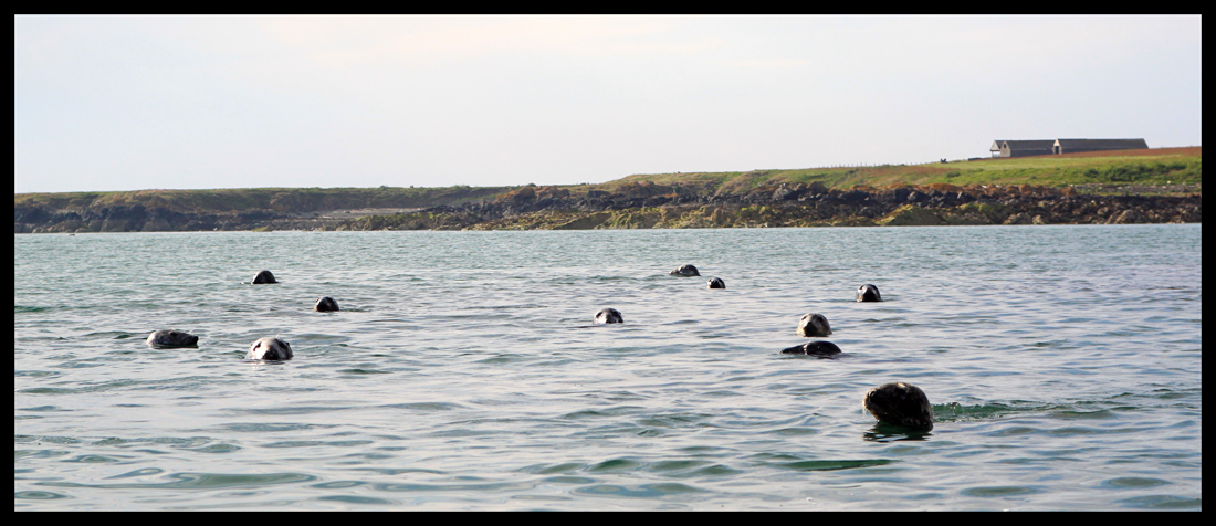 Lambay-Island---Seals-x1B.jpg