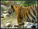 Tiger from Zoo2.jpg