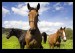 3-Horses-x1a.jpg