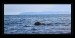 Lambay-Island---Seals-x1c.jpg