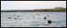 Lambay-Island---Seals-x1B.jpg